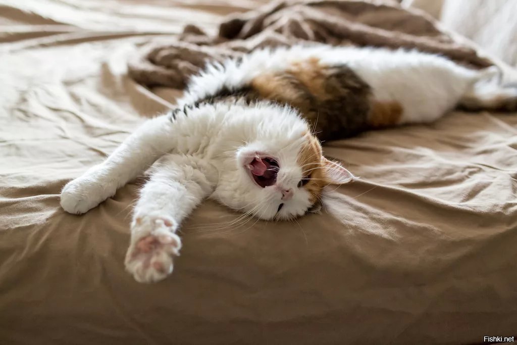 кошки именно котенок доброе утро фото одной стороны