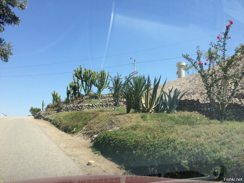добавлю своих кактусов, фоткал сам будучи в Перу...