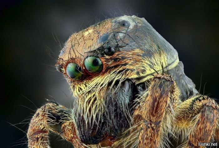 Отвратительные фото гигантских пауков, поедающих лягушек, ящериц и мышей