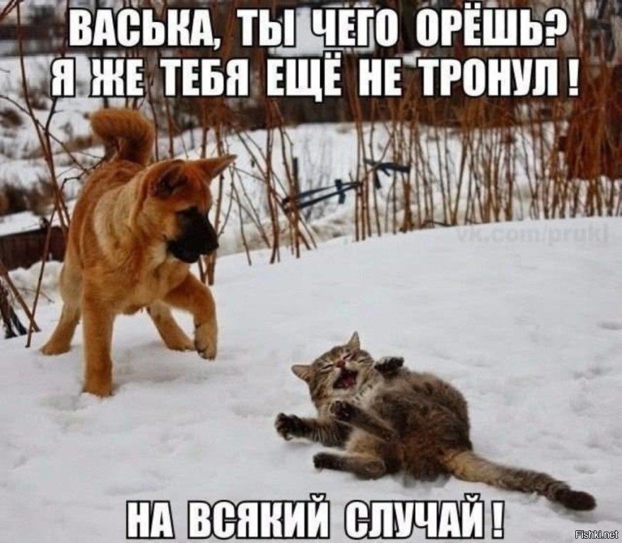 Кошки гоняют собак. Платон и Булька Дружба кота и собаки. Зима кот и пёс. Собака тащит кота.