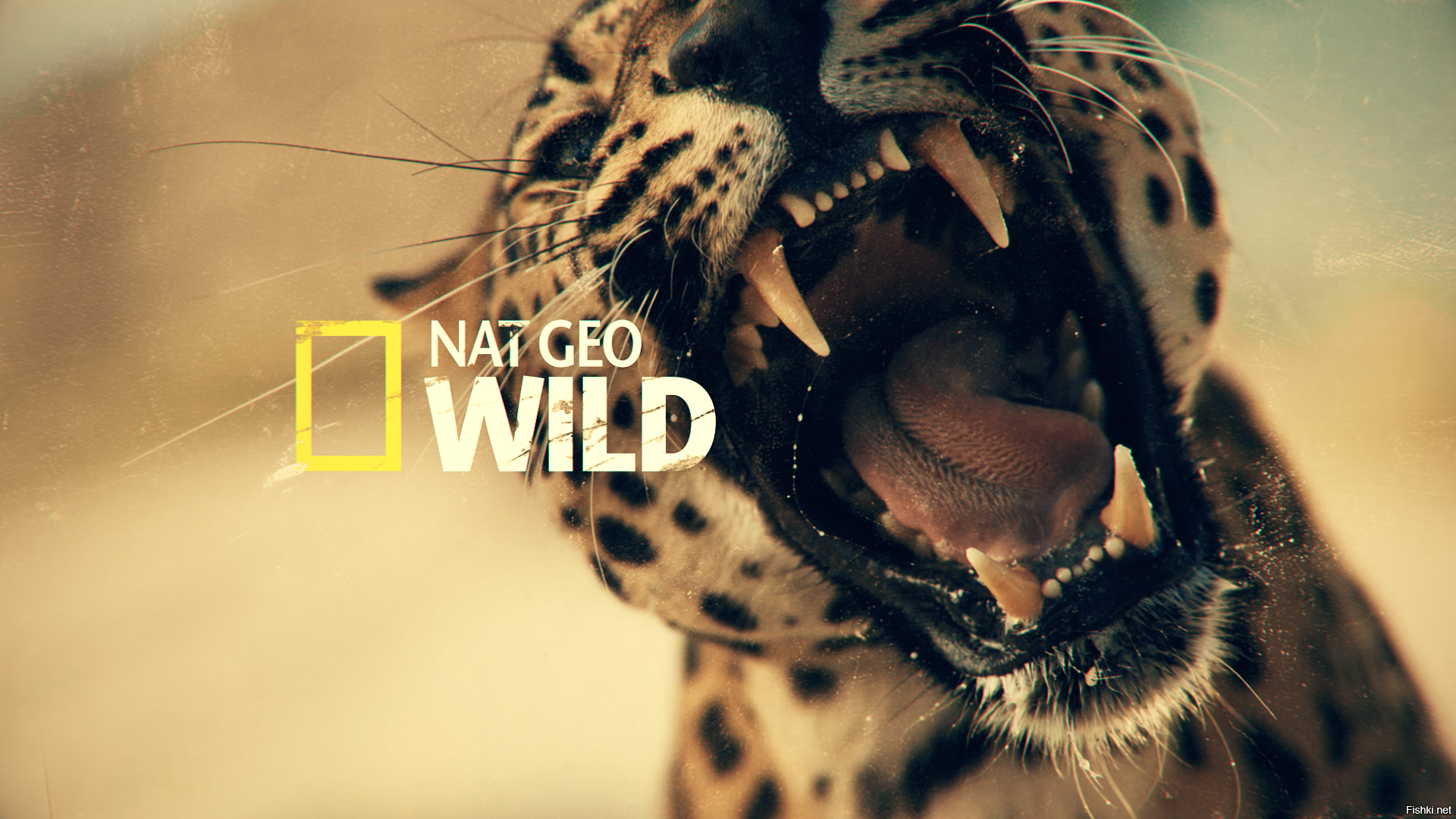 Дикая природа документальный. Телеканал National Geographic Wild. Nat geo Wild HD канал. National Geographic Nat geo Wild. National Geographic Wild HD канал.