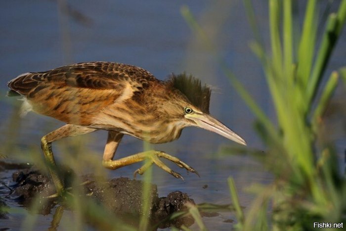 Как поет выпь. Выпь болотная птенец. Большая выпь. Выпь болотная птенец. Выпь болотная болотная.
