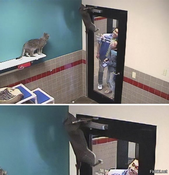 это не хулиганье кошачье, а котик пытается спасти приют от зомбаков за дверью (что у человеков с лицами?  )