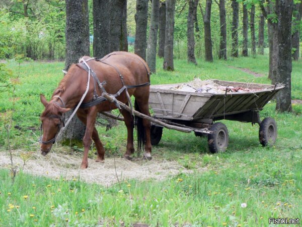 На какой машине конь