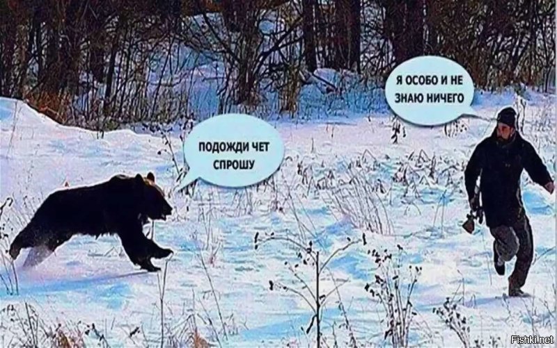 Молодой медведь атаковал пытавшихся покормить его людей