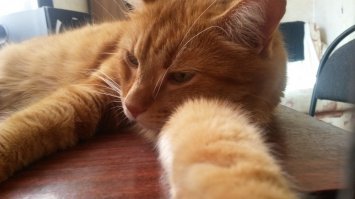 Обожаю этих неземных созданий. Мой Кузьма, 5 лет и 4 месяца.