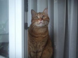 Обожаю этих неземных созданий. Мой Кузьма, 5 лет и 4 месяца.