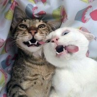 17 животных-нахалов, которые не знают, что такое стыд