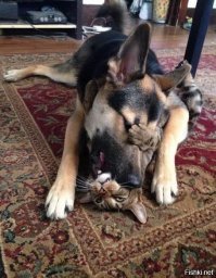 17 животных-нахалов, которые не знают, что такое стыд