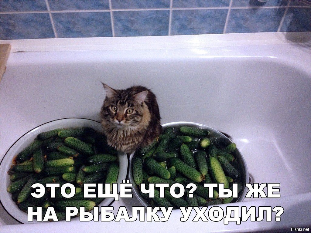 Смешные картинки с надписями до слез с матом для ватсапа, месяц лета
