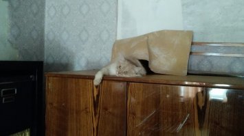 Построил себе убежище: полку (которую, кстати, сам и снёс своими прыжками), прикрыл обоями.