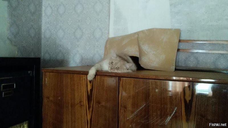 Построил себе убежище: полку (которую, кстати, сам и снёс своими прыжками), прикрыл обоями.