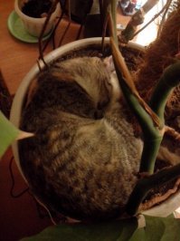 спим в цветочном горшке