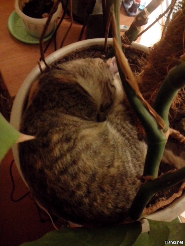 спим в цветочном горшке
