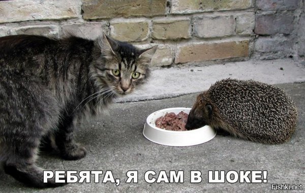 17 животных-нахалов, которые не знают, что такое стыд