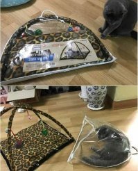 Да что там коты. Крестнице 1,5 года подарил большущего мишку. Мягкого, плюшевого. Но её больше всего понравилась целлофановая упаковка, которую она принялась гонять по всей комнате. Жаль, тогда мобилок ещё не было.