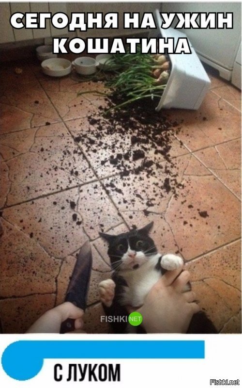 17 животных-нахалов, которые не знают, что такое стыд