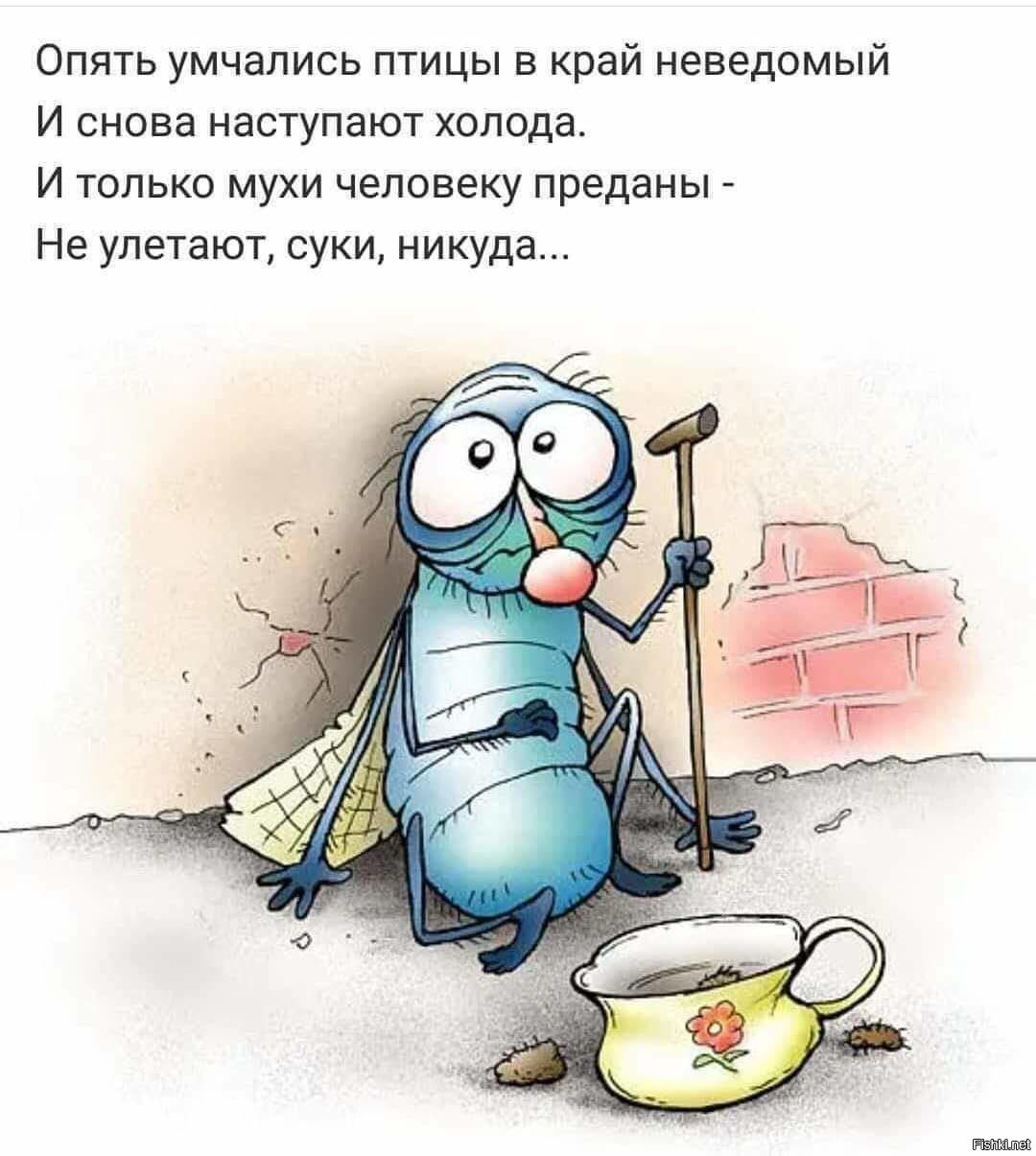 Поздравительные открытки, картинка муха смешная