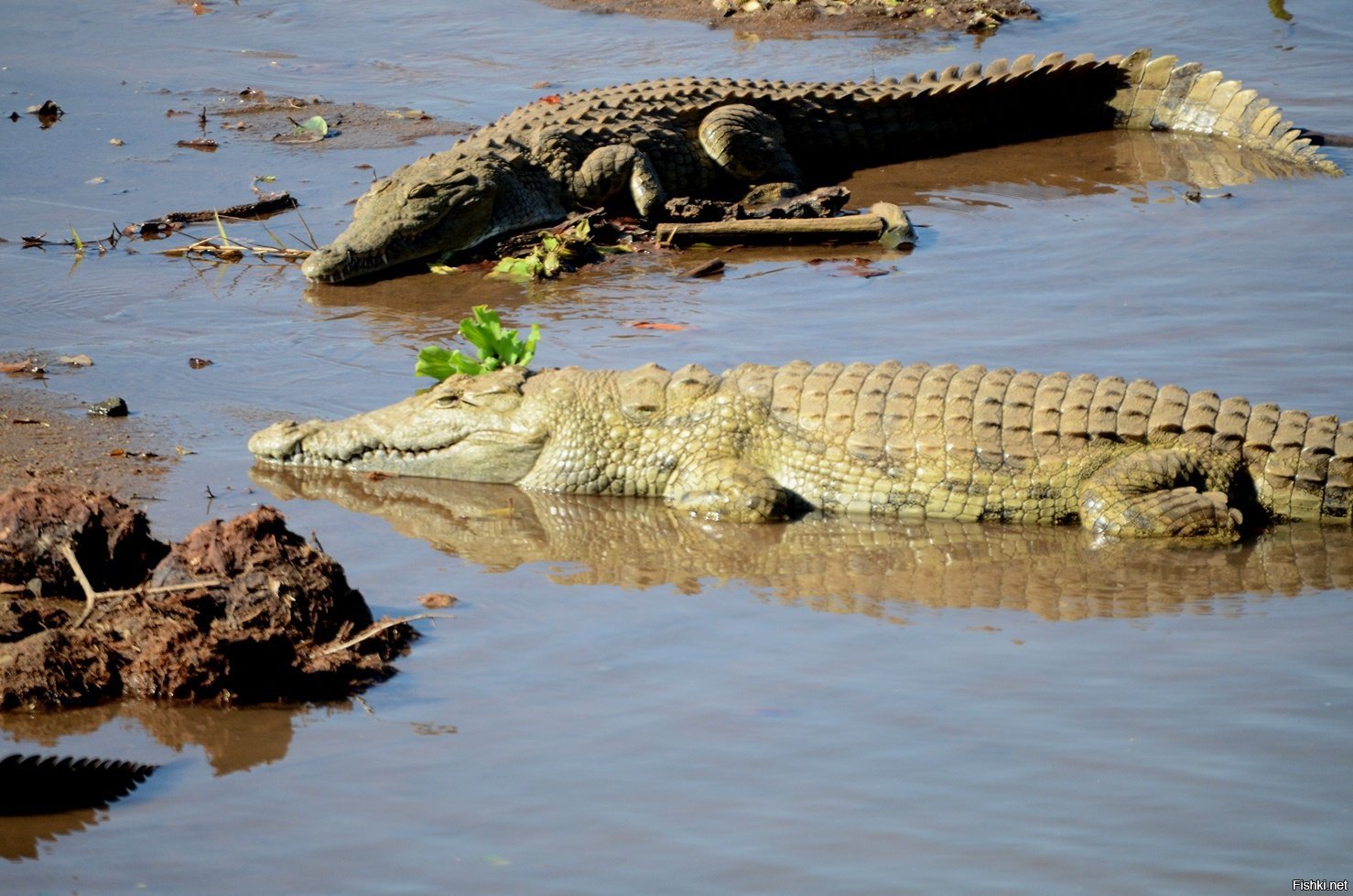 Крокодил самый опасный речной. Нильские крокодилы в Египте.