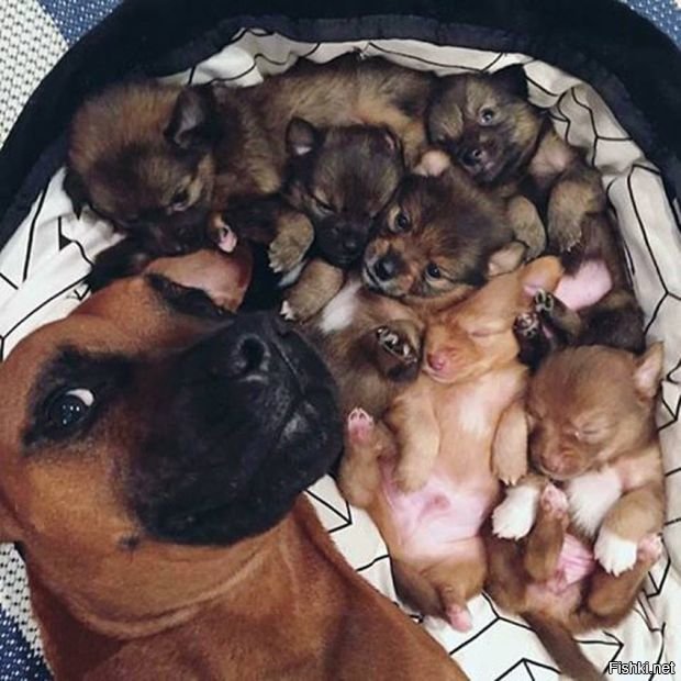 Рекордсменка: собака в Великобритании родила больше 20 щенков