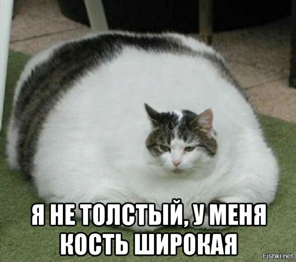 Этот кот мало ест, но все равно толстеет