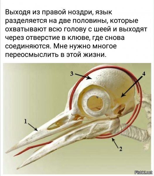 Мозг птицы рисунок