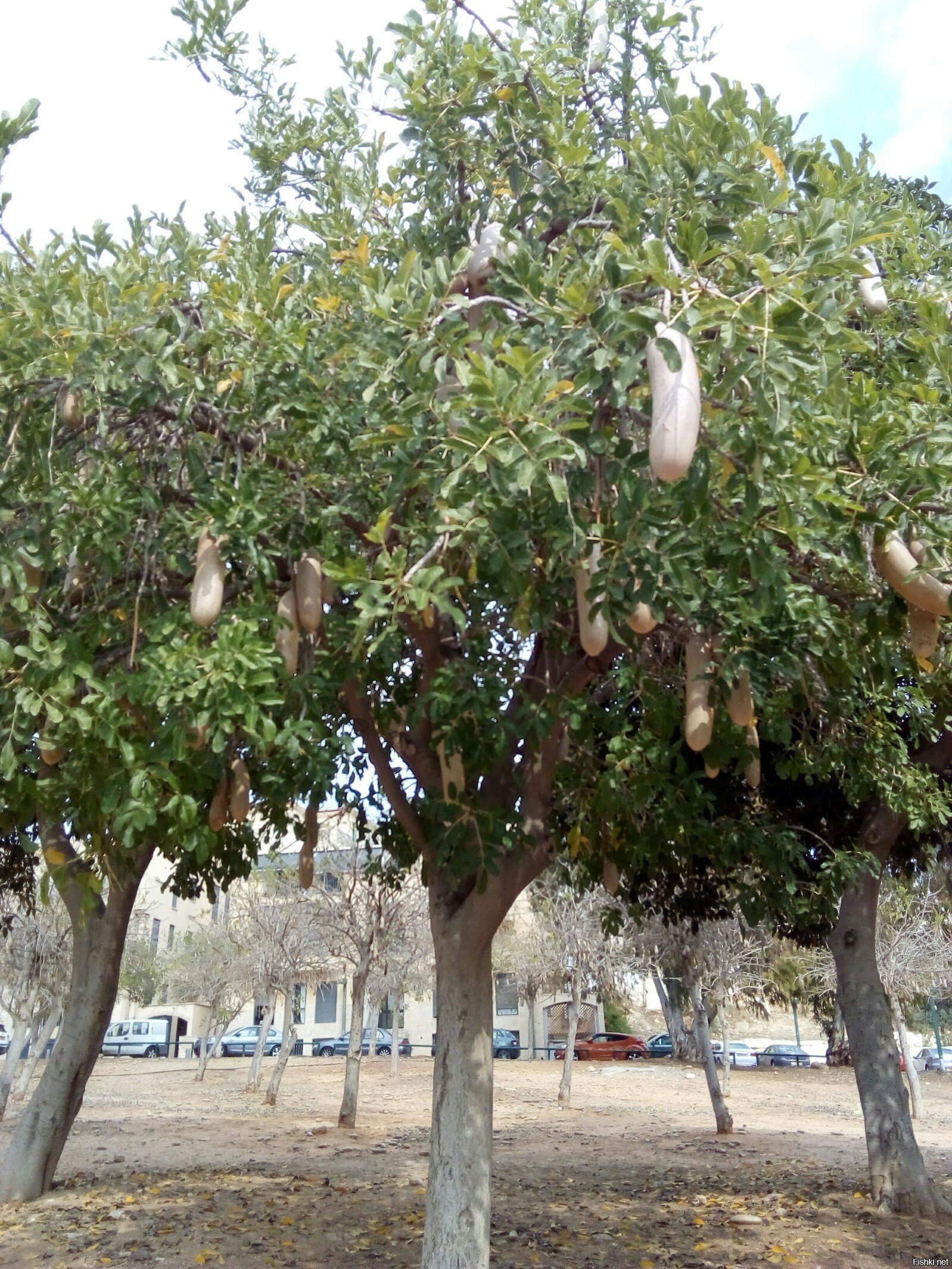 Колбасное Дерево Фото