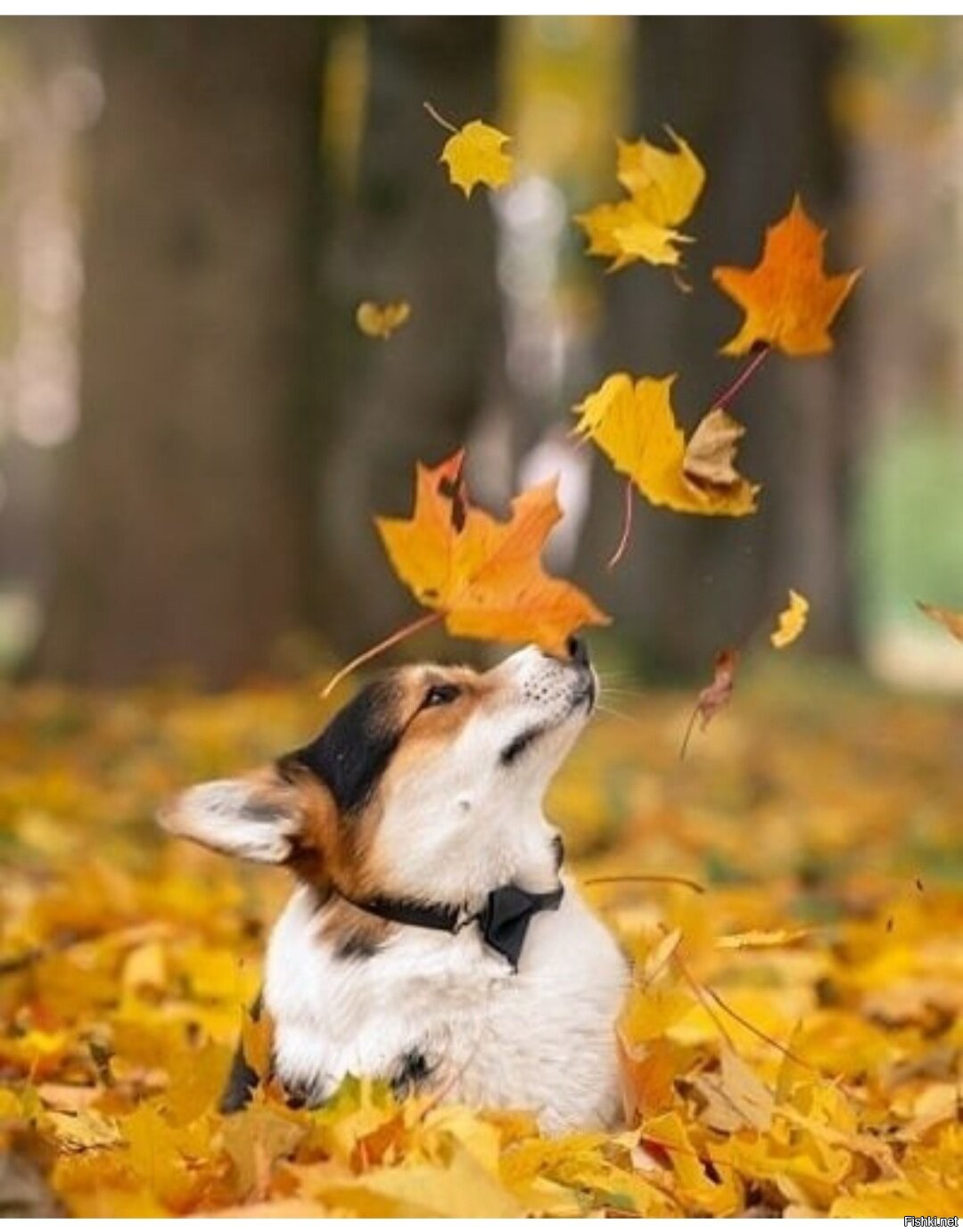 https://s.fishki.net/upload/users/2020/10/04/1624733/3fff3f33370bcf41286eb8655fe701c1.jpg