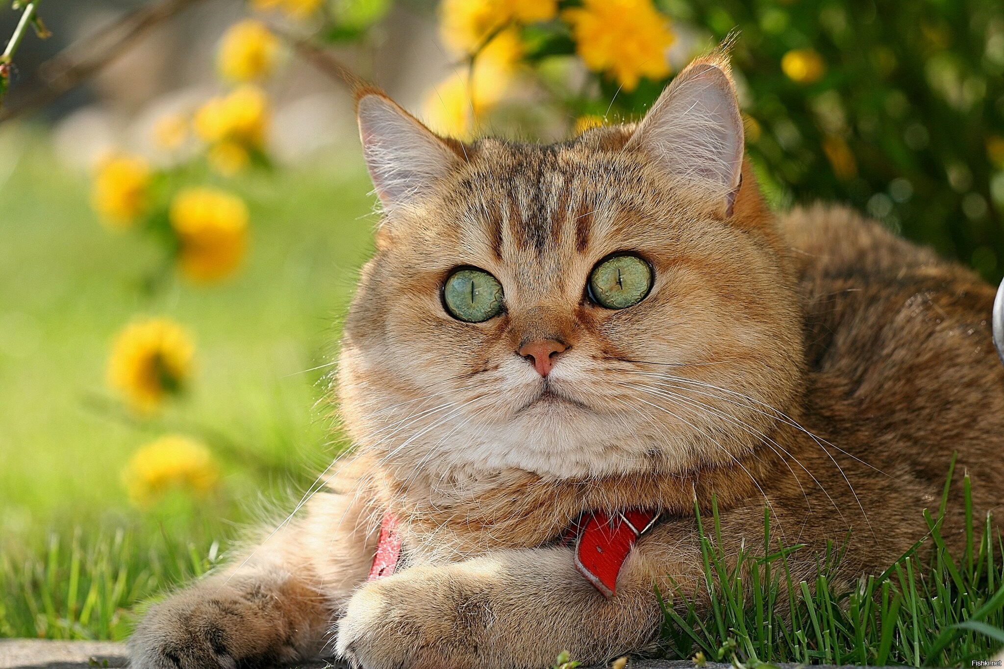 https://s.fishki.net/upload/users/2020/10/05/1543528/9b027bb18d6d830fa5ec50f5f0f6ef02.jpg
