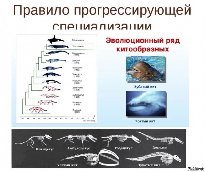 40 миллионов лет назад киты не так выглядели, это другие зверьки))