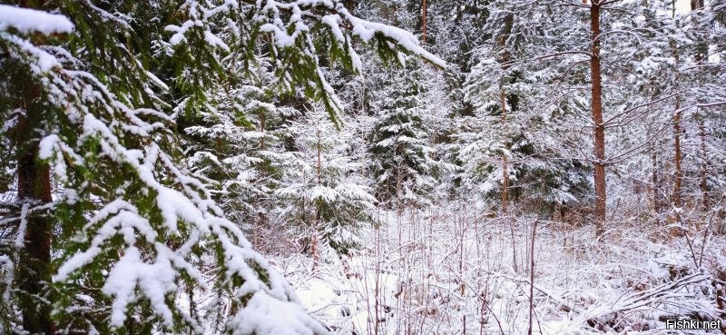 Мы тоже сегодня гуляли по снежному лесу - сказка!