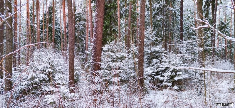 Мы тоже сегодня гуляли по снежному лесу - сказка!