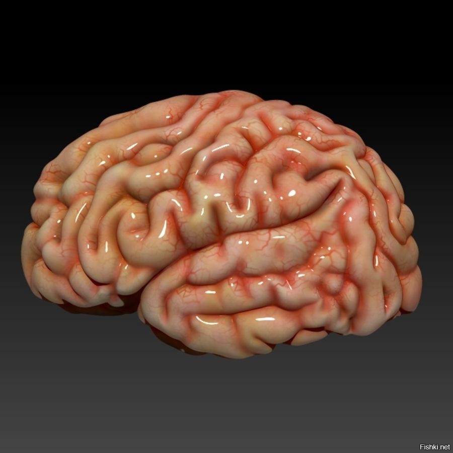 Brain фото. Мозговые извилины.
