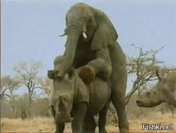 Чёрный носорог: Путь носорога – смерть. Самки вызывают самцов на поединок, чтобы проверить их силу