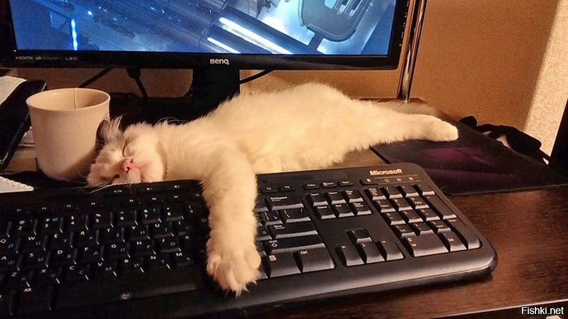 Кот За Компьютером Фото