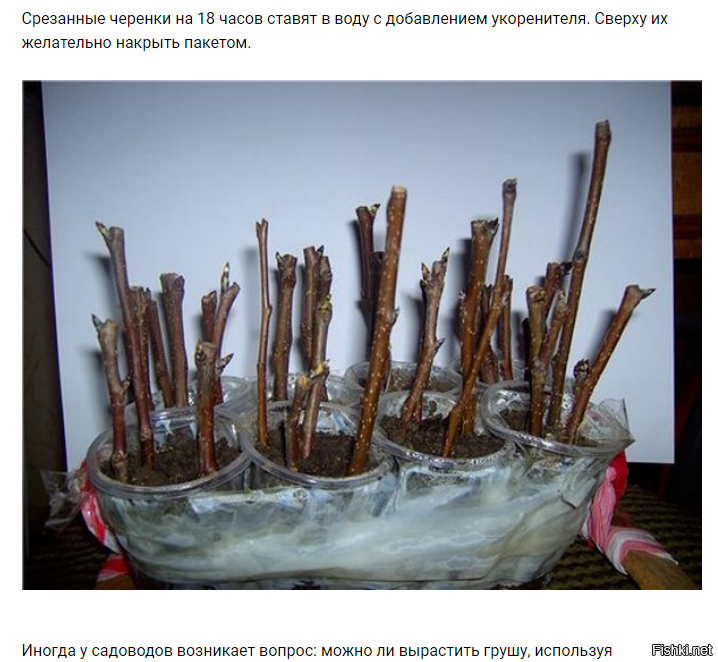 Черенки Растений Интернет Магазин