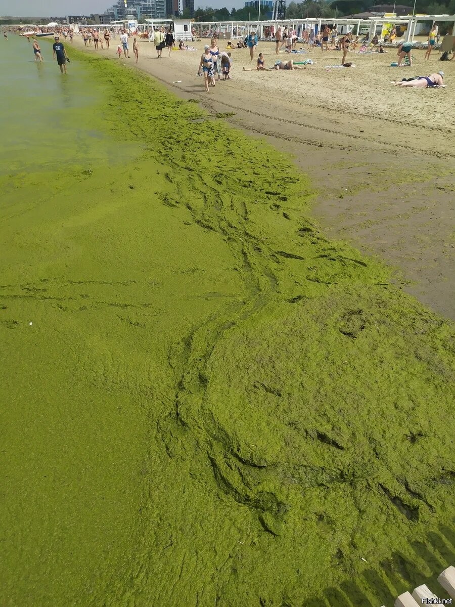 Вода в джемете. Анапа Витязево море цветет 2021. Витязево море цветет. Цветение моря в Анапе. Джемете море цветет.