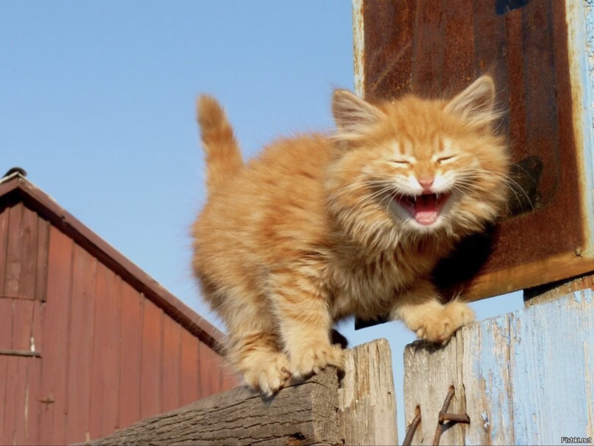 https://s.fishki.net/upload/users/2021/06/06/1574681/0615106c84408e5752329eab46af2c14.jpg