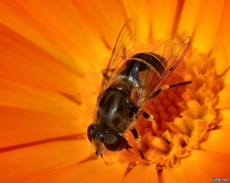 По поводу пчелы. Два крыла, нет жала - это муха. Варианты на фото ниже. У пчелы 4 крыла и жало. 
Фото мои. Кликабельны. Полный размер - 1024 по длинной стороне.
