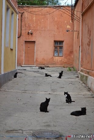 фотографию переулка "охраняемого" кошаками слелали в городе Феодосия что в Крыму, были несколько лет назад, судя по фотографии с поста, ничего не изменилось (наша фотография)