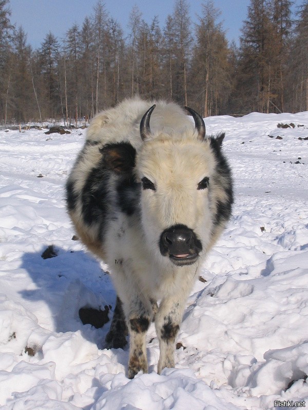 Якутская корова -  порода, выживающая в куда более тяжёлых условиях.
В Оймяконе. Знаете такой городок?
