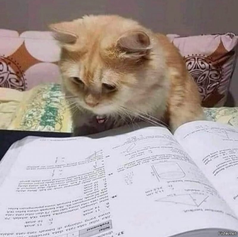 Кот ученый. Он существует!