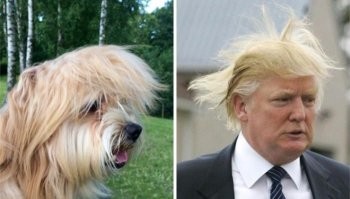 В Твиттере нашли собак, которые похожи на знаменитостей как две капли воды