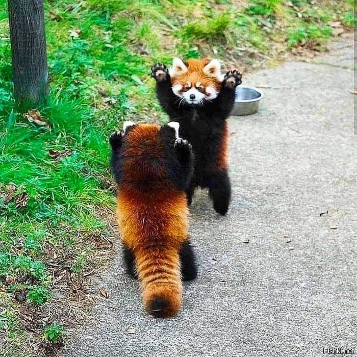 А вот эта с виду милая фотка - на самом деле жестокое противостояние. Таким образом панды стараются выглядеть больше, чтобы запугать противника.