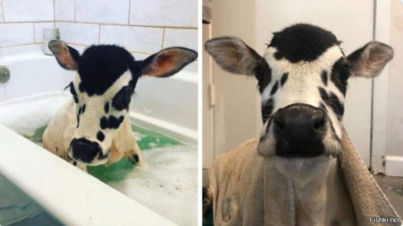 Не знал, что коровы пользуются Инстаграмом.

>>> "Я только что помыла своего теленка. Просто посмотрите на это чудо"