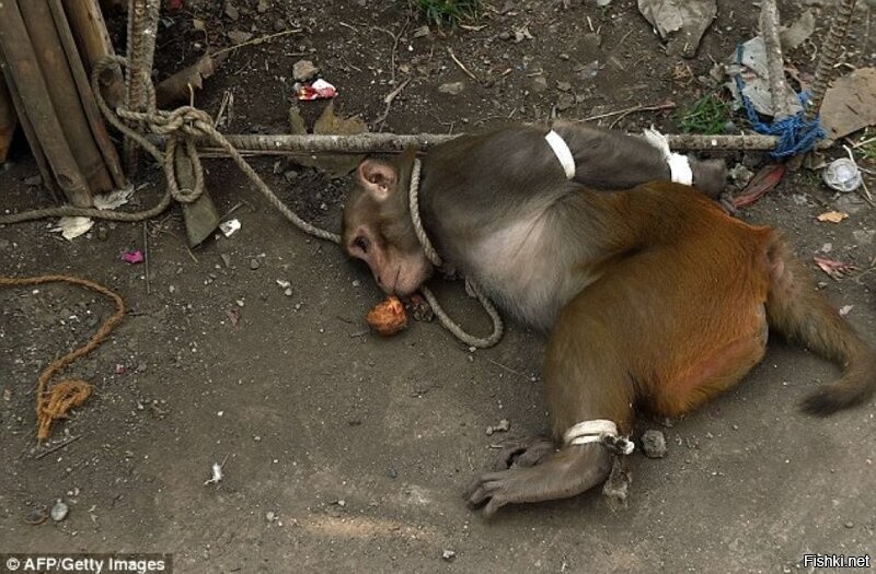 В&nbsp;Таиланде местных жителей терроризируют обезьяны