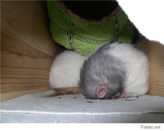 Почему крысы спят. Сонная мышь. Спящие хомячки.