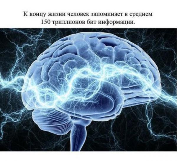 Почему человеческий мозг ученые называют биологическим компьютером что общего у мозга и компьютера