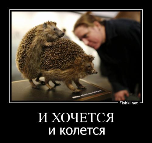 Картинки, и хочется и колется картинки смешные