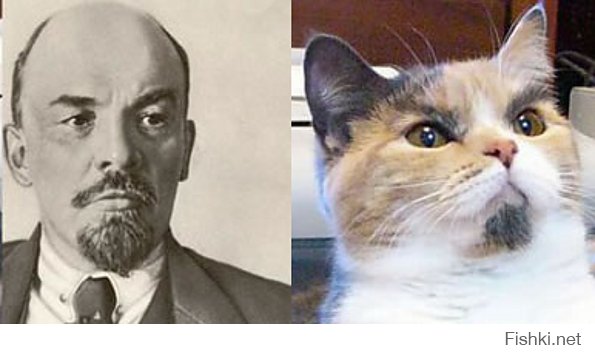 Мяосиф - кот обладающий поразительным сходством со Сталиным